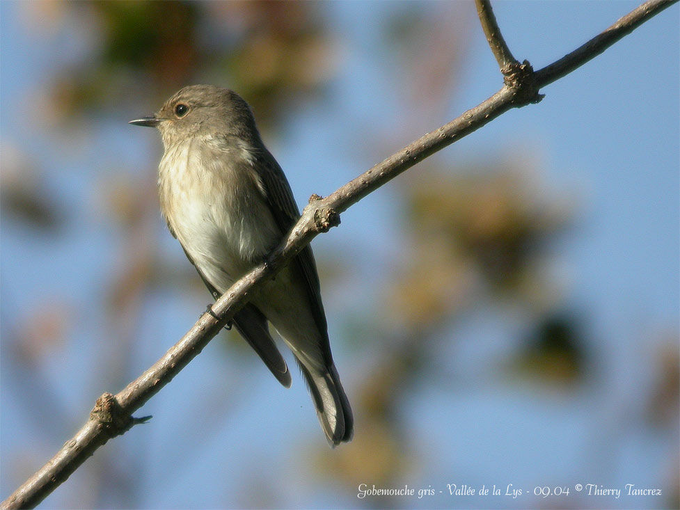 Spotted Flycatcher