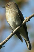 Spotted Flycatcher