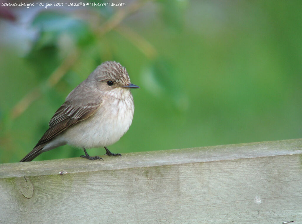 Spotted Flycatcher