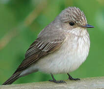 Spotted Flycatcher