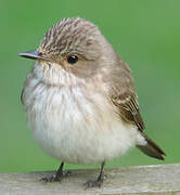 Spotted Flycatcher