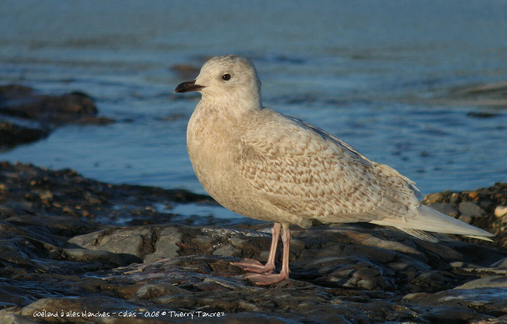 Iceland Gull