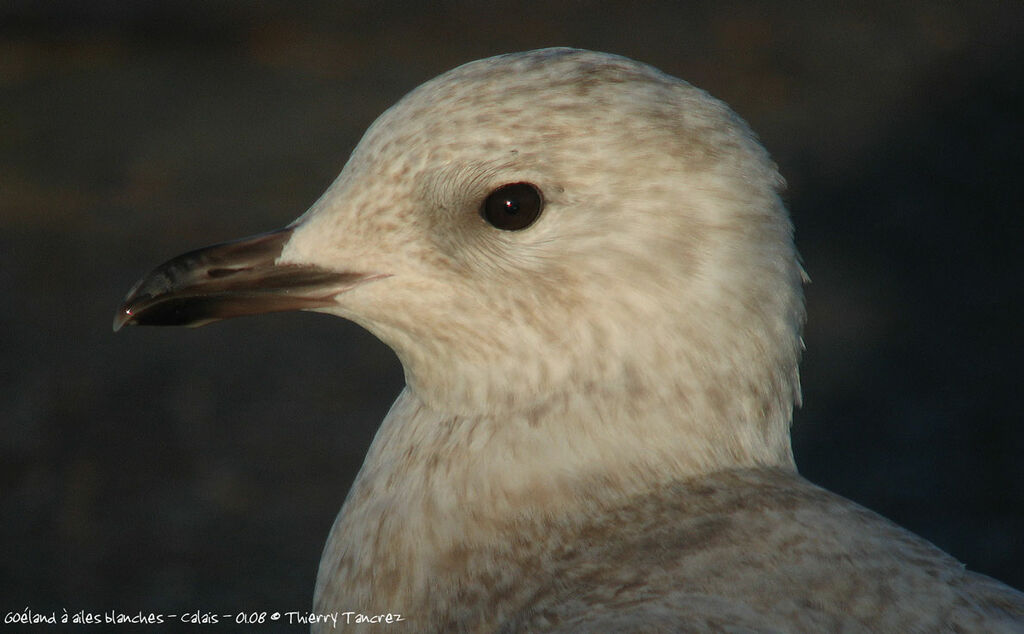 Iceland Gull