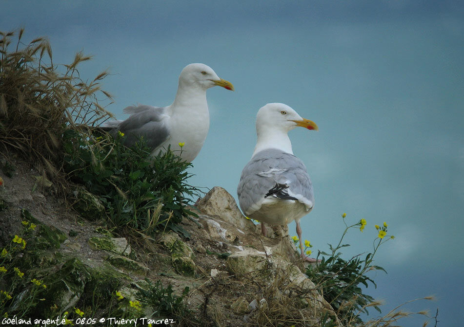 European Herring Gull