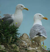 European Herring Gull