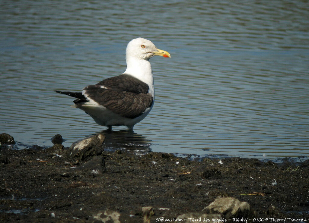 Lesser Black-backed Gull