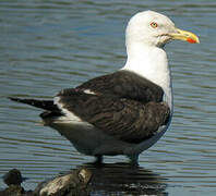 Lesser Black-backed Gull