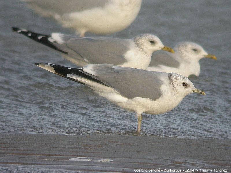 Mew Gull