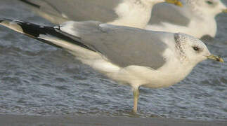 Common Gull