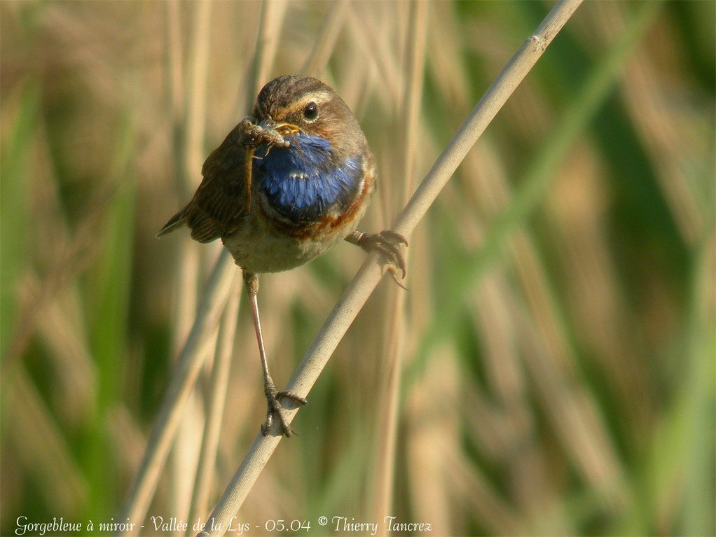 Bluethroat