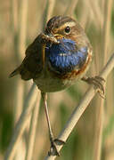 Bluethroat