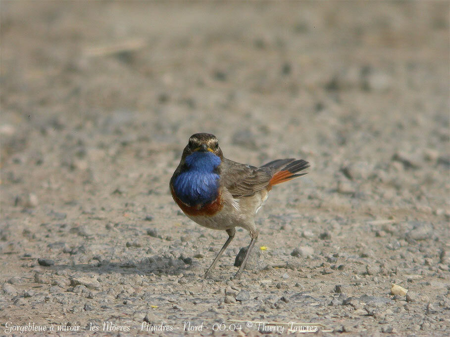 Bluethroat