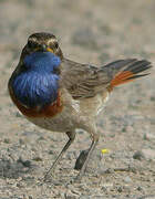 Bluethroat