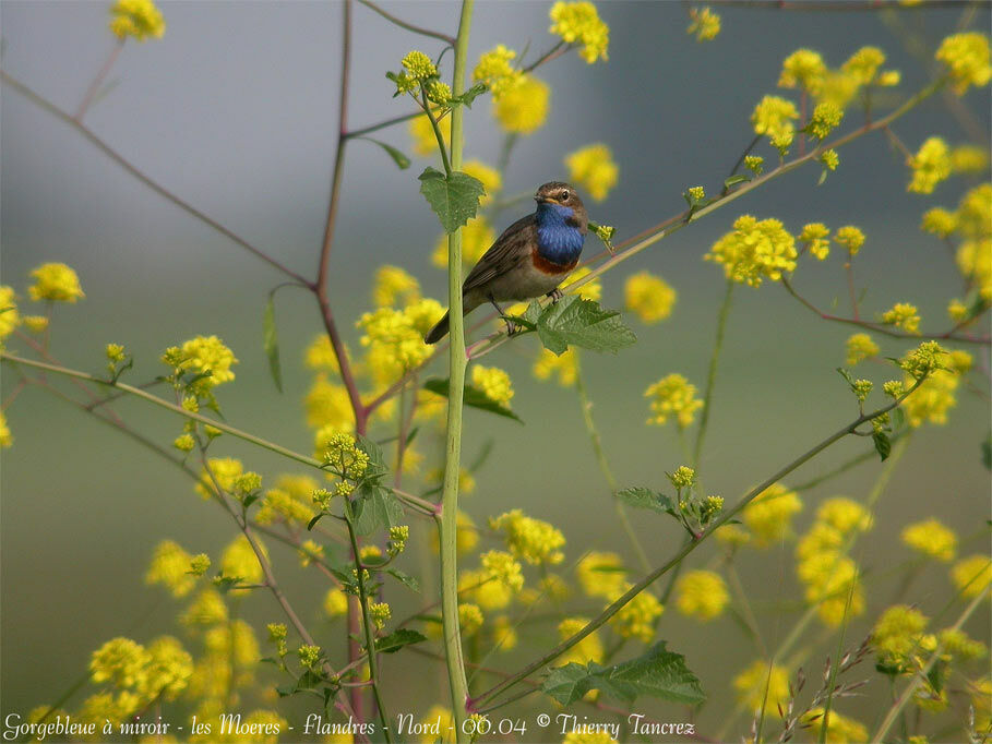 Bluethroat