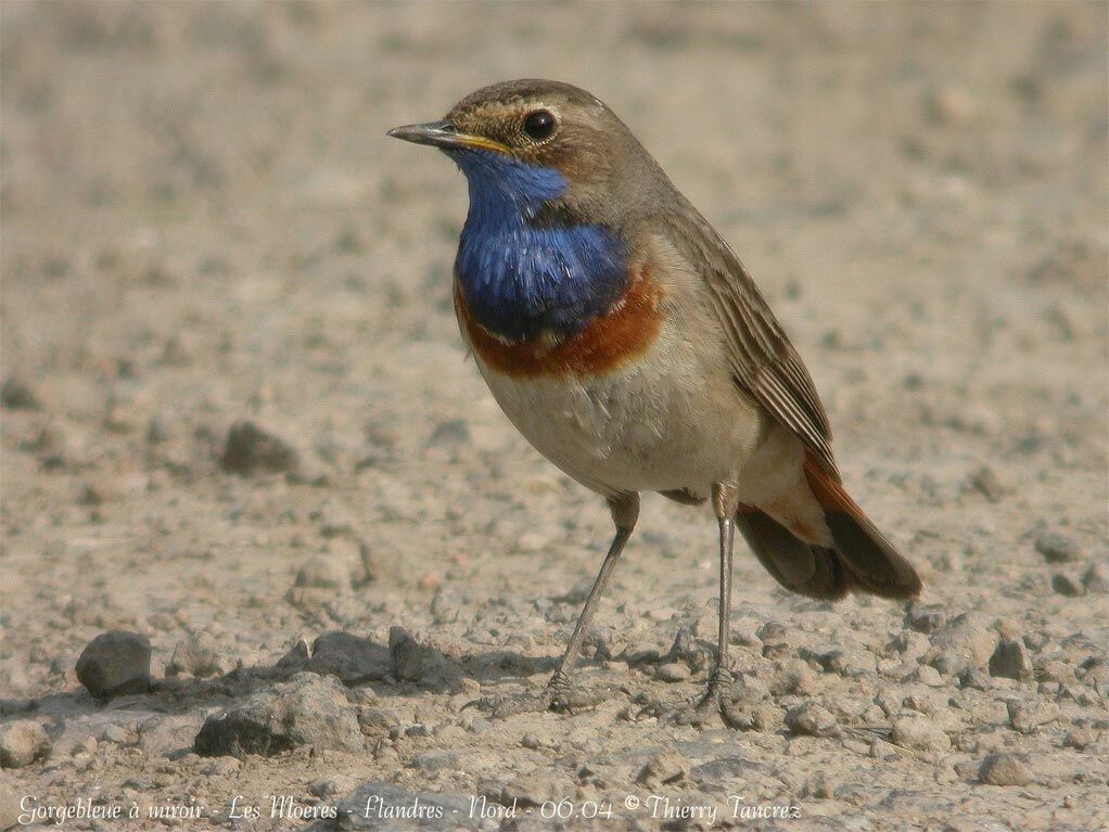 Bluethroat