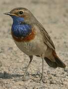 Bluethroat