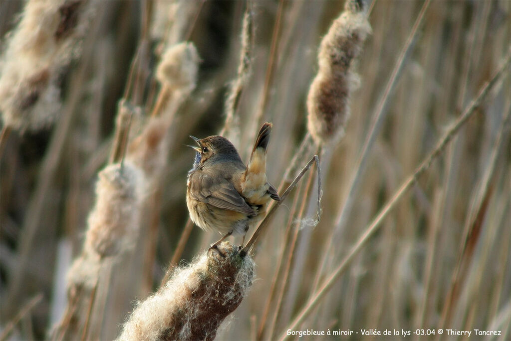 Bluethroat