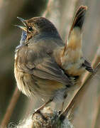 Bluethroat