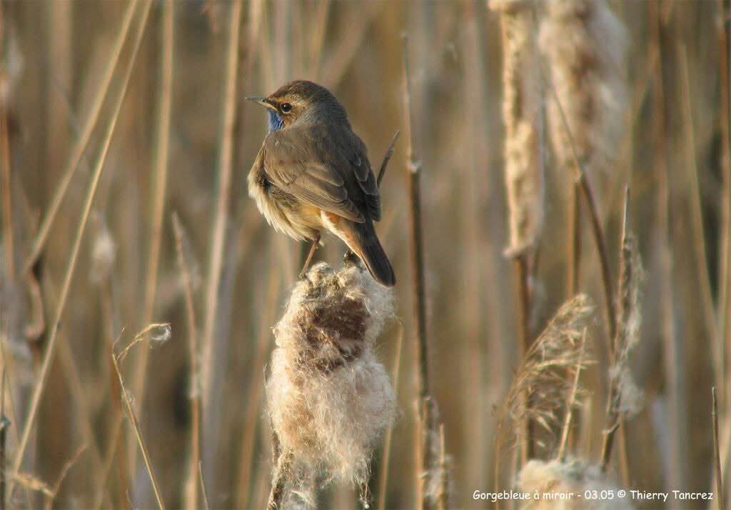 Bluethroat