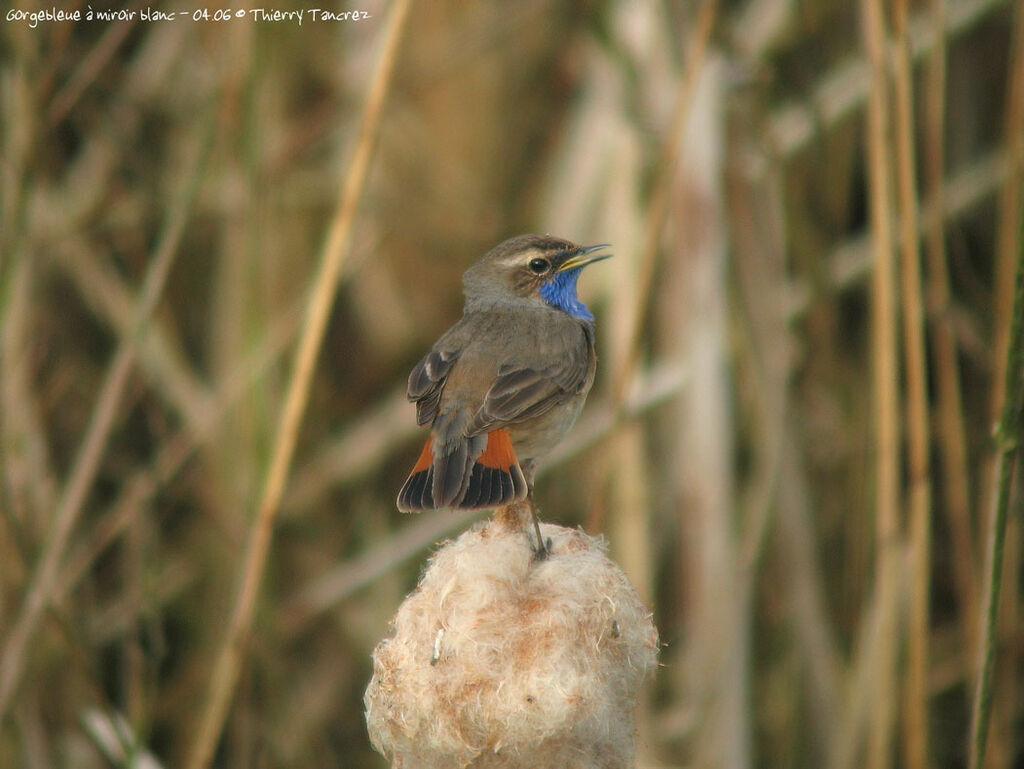 Bluethroat