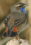 Bluethroat