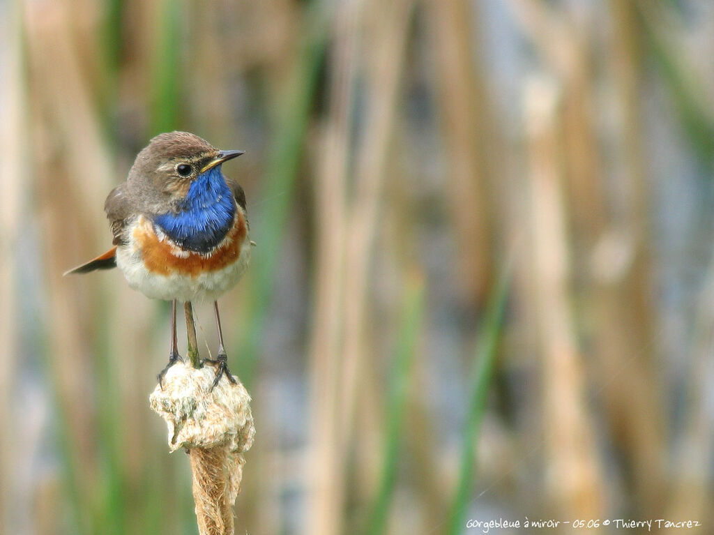 Bluethroat