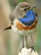 Bluethroat