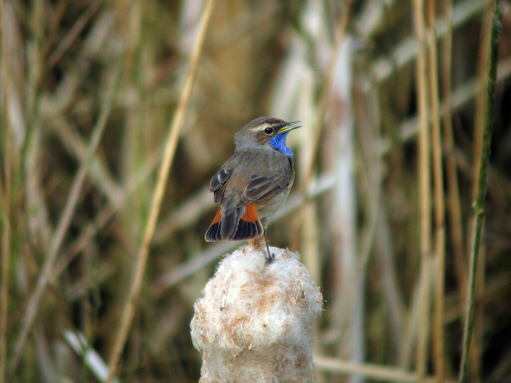 Gorgebleue à miroir