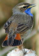 Bluethroat