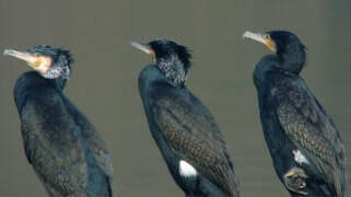 Great Cormorant