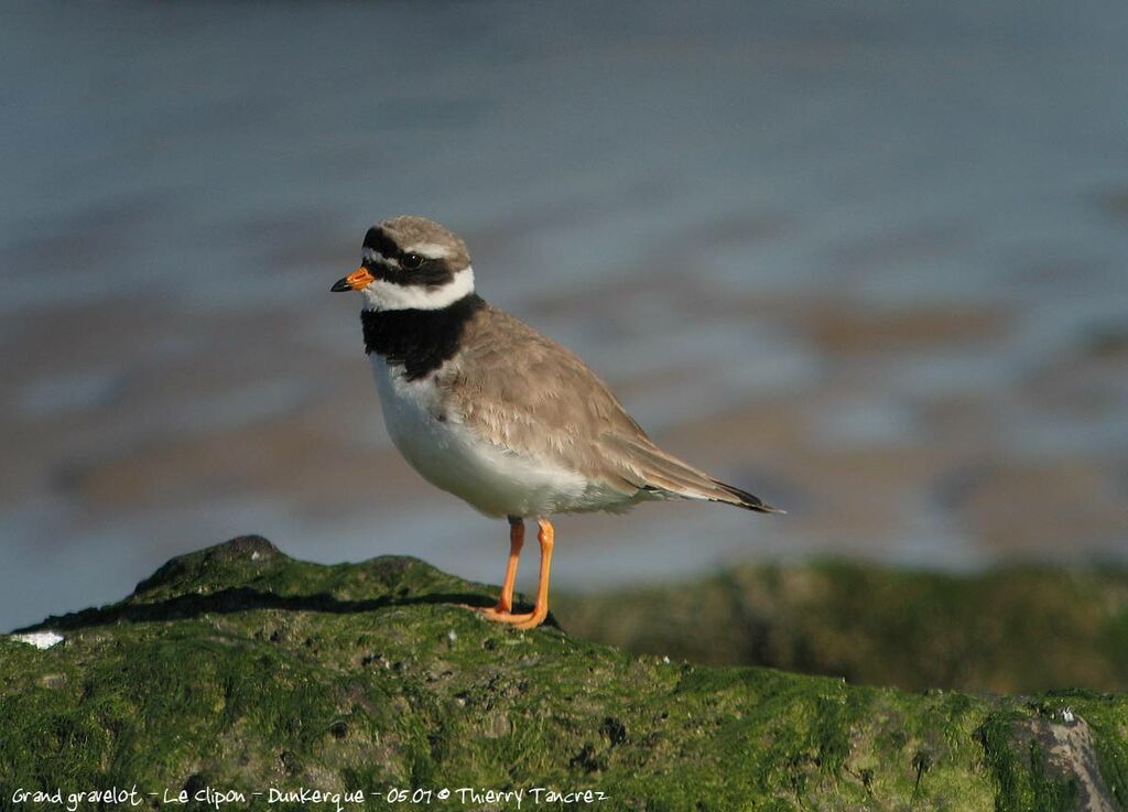 Common Ringed Plover