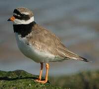 Common Ringed Plover