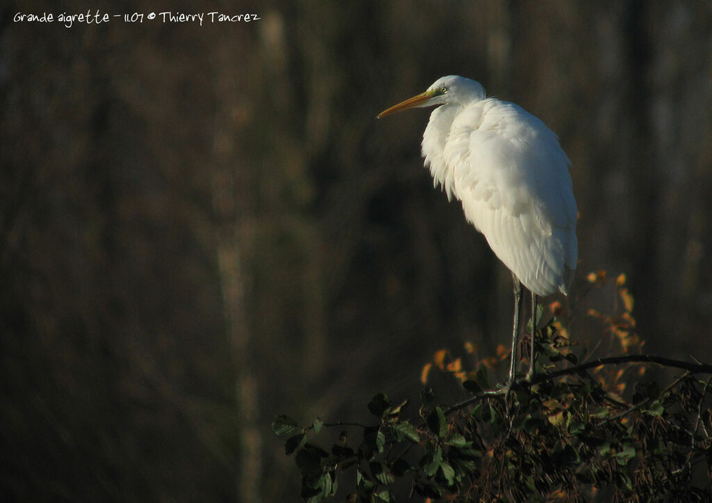 Grande Aigrette