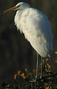 Grande Aigrette