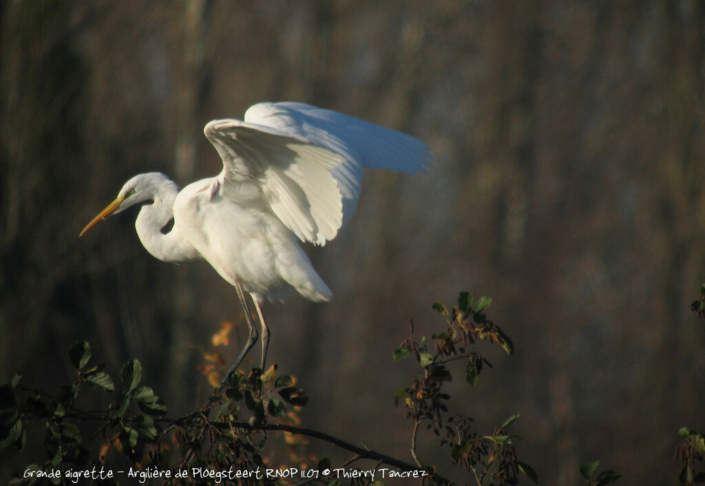 Grande Aigrette
