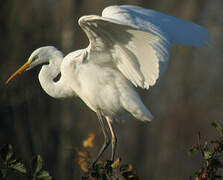 Grande Aigrette