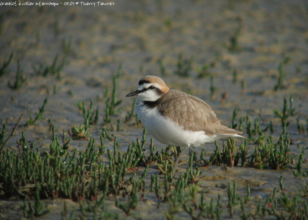 Kentish Plover