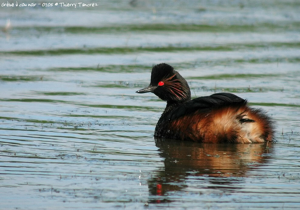 Black-necked Grebe