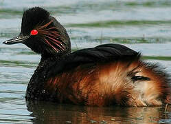 Black-necked Grebe