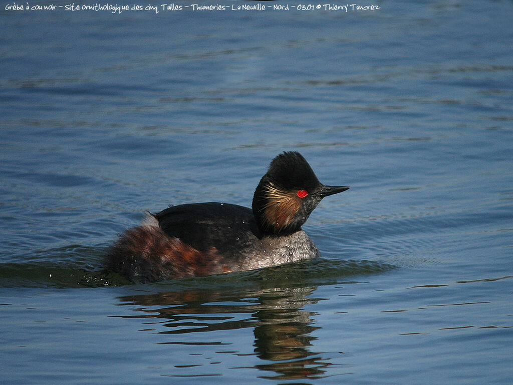 Black-necked Grebe