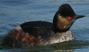 Black-necked Grebe