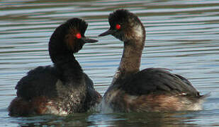 Black-necked Grebe