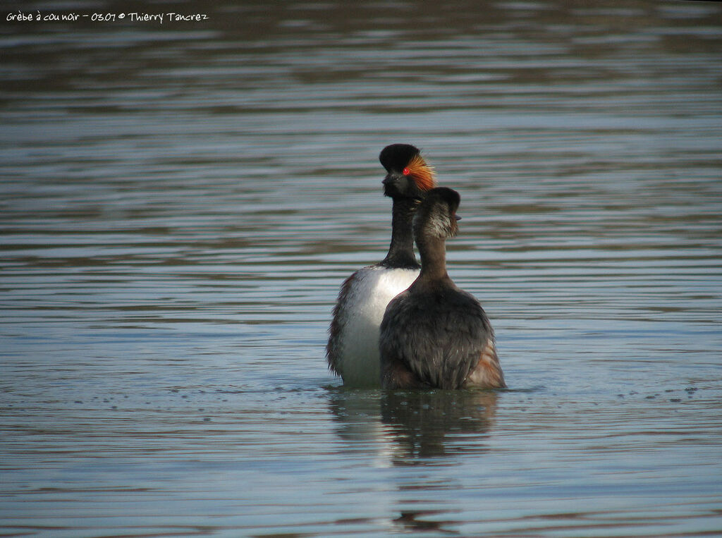 Black-necked Grebe