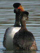 Black-necked Grebe