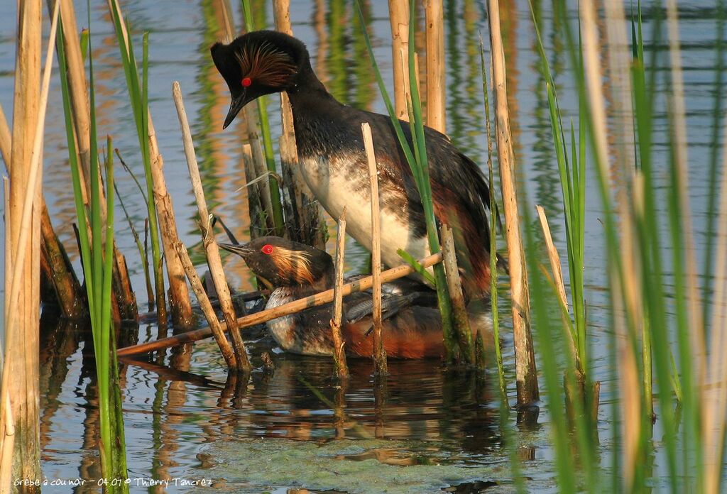 Black-necked Grebe male adult breeding