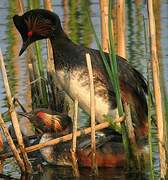 Black-necked Grebe