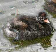 Little Grebe