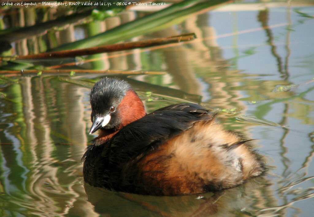 Little Grebe