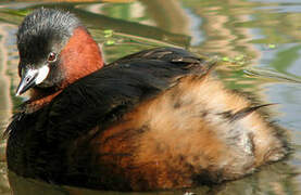 Little Grebe