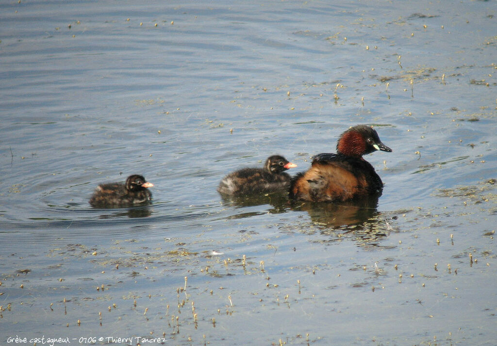 Little Grebe